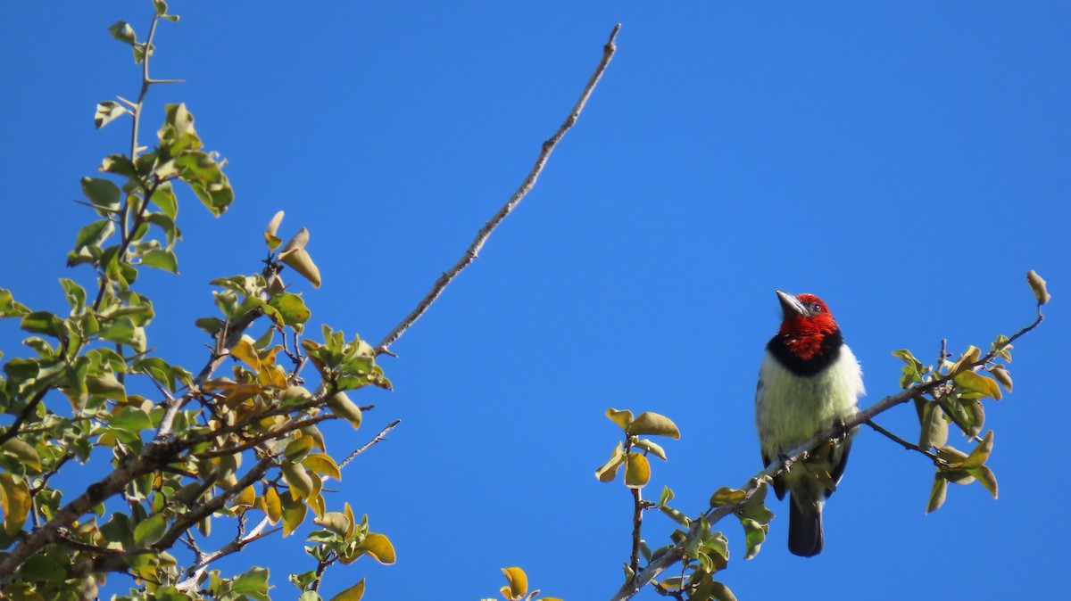 Black-collared Barbet - ML620226357