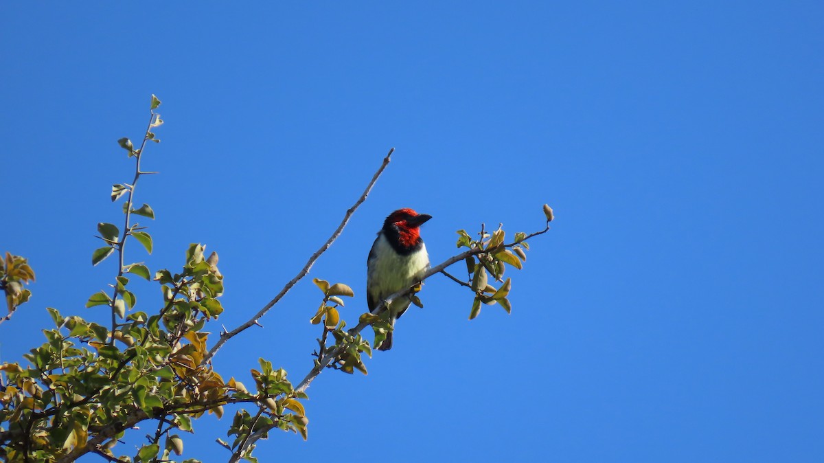 Black-collared Barbet - ML620226358