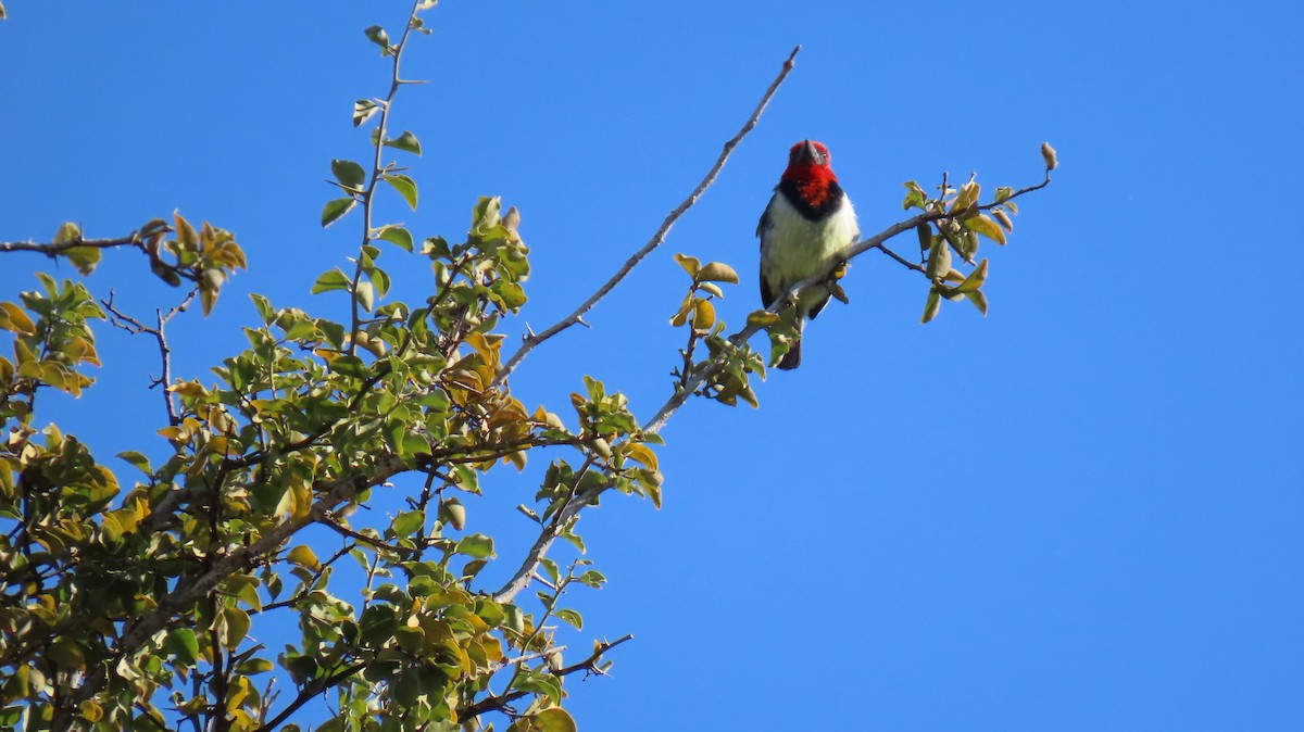 Black-collared Barbet - Ann Kovich