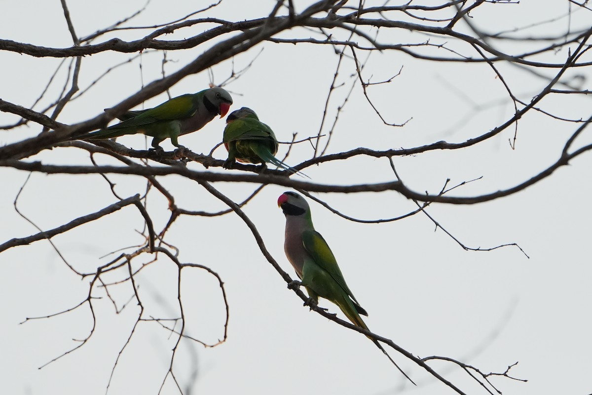 Red-breasted Parakeet - ML620226362