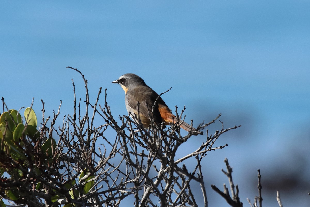 Cape Robin-Chat - ML620226371