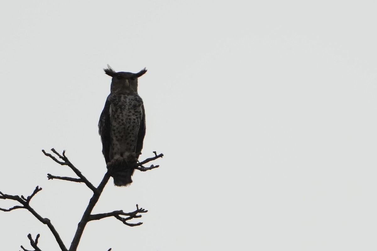 Spot-bellied Eagle-Owl - ML620226373