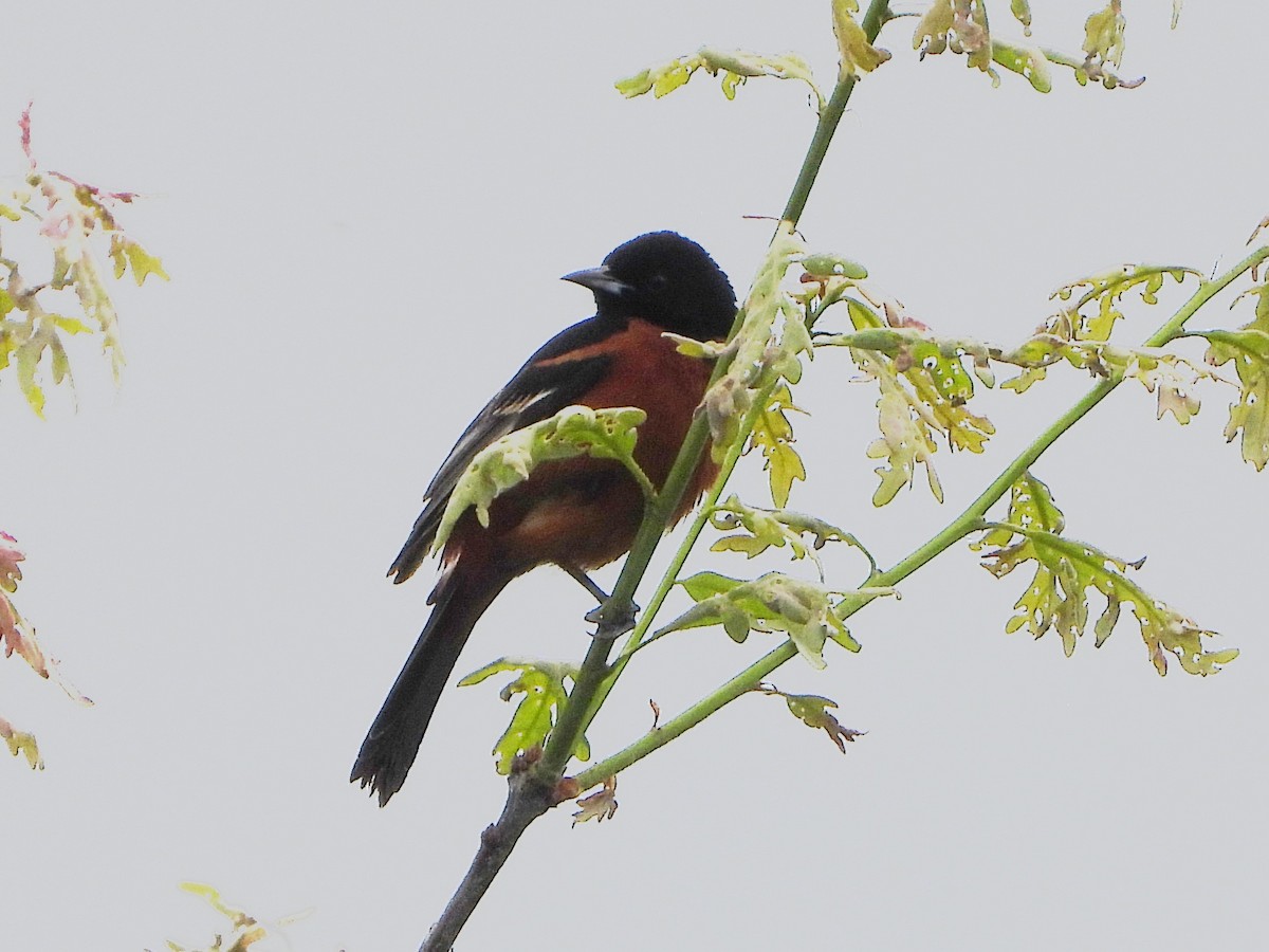 Orchard Oriole - ML620226374