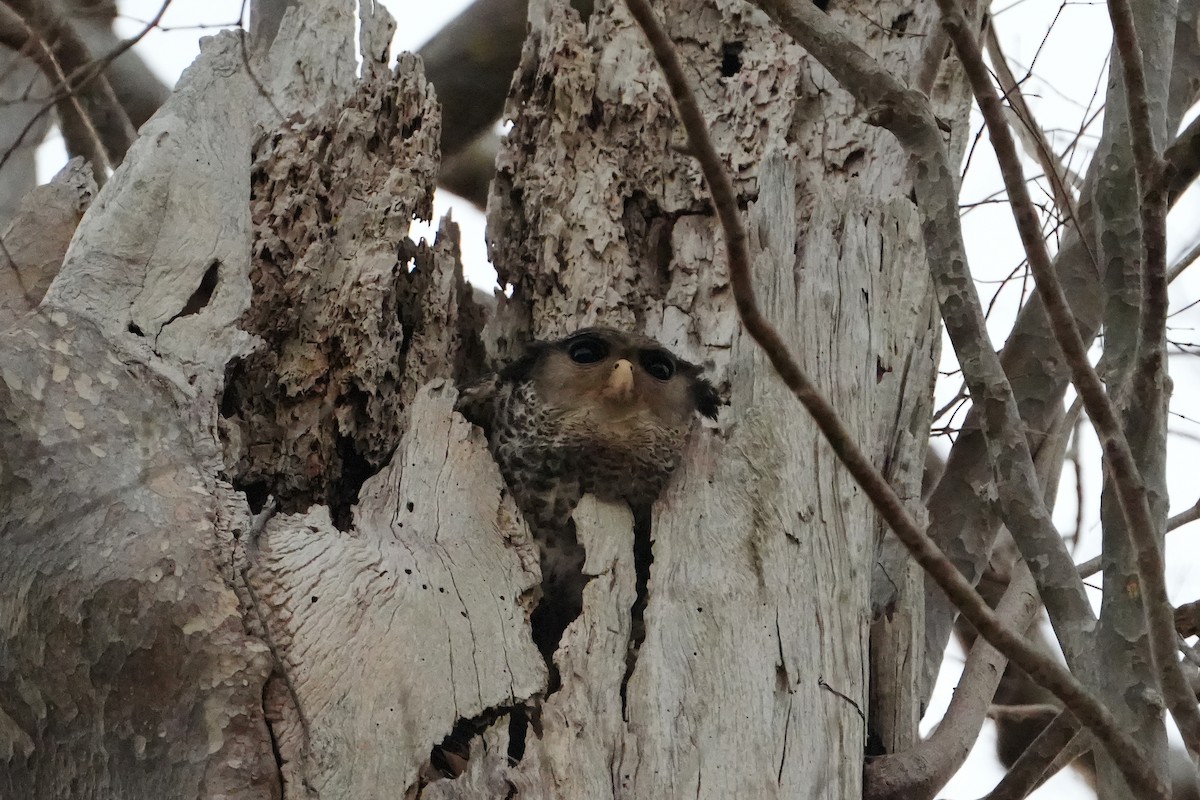 Spot-bellied Eagle-Owl - ML620226375