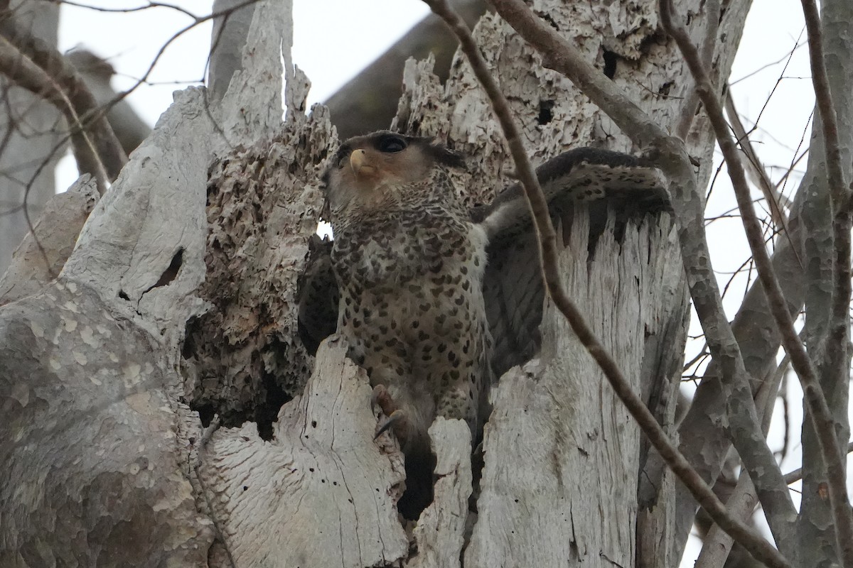 Spot-bellied Eagle-Owl - ML620226376