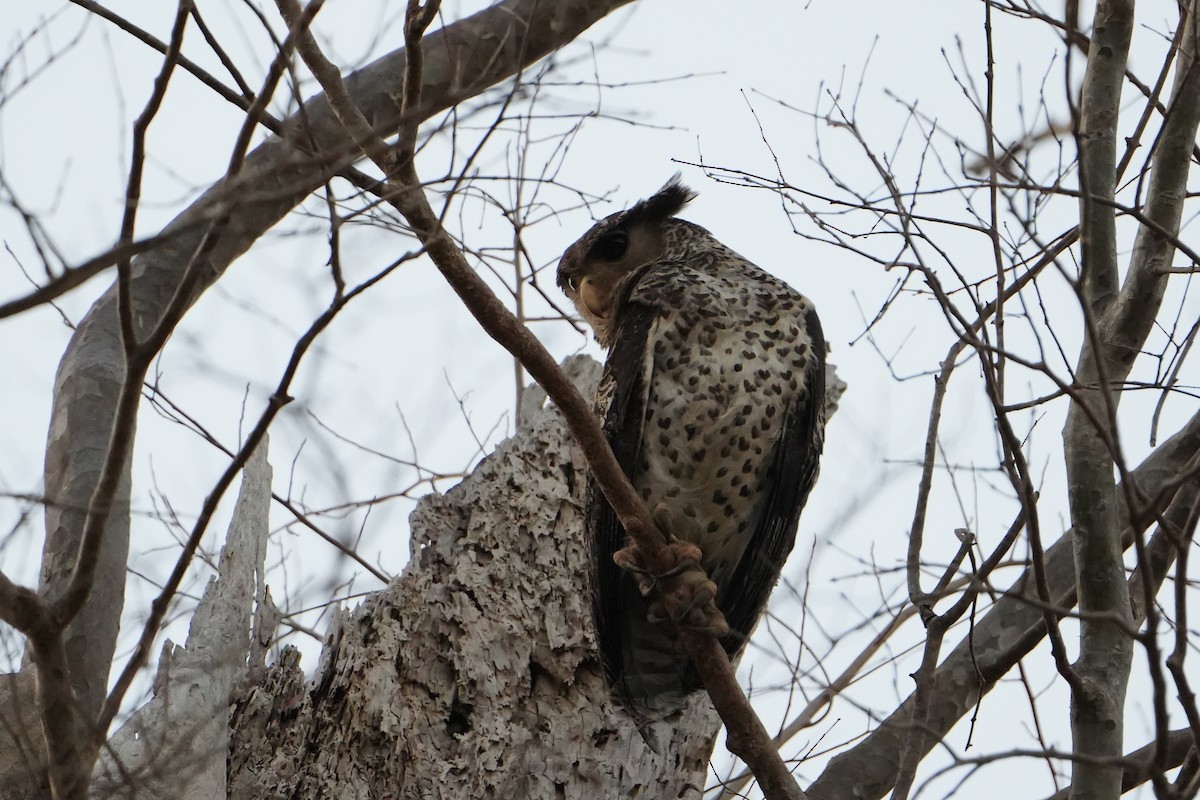 Spot-bellied Eagle-Owl - ML620226377