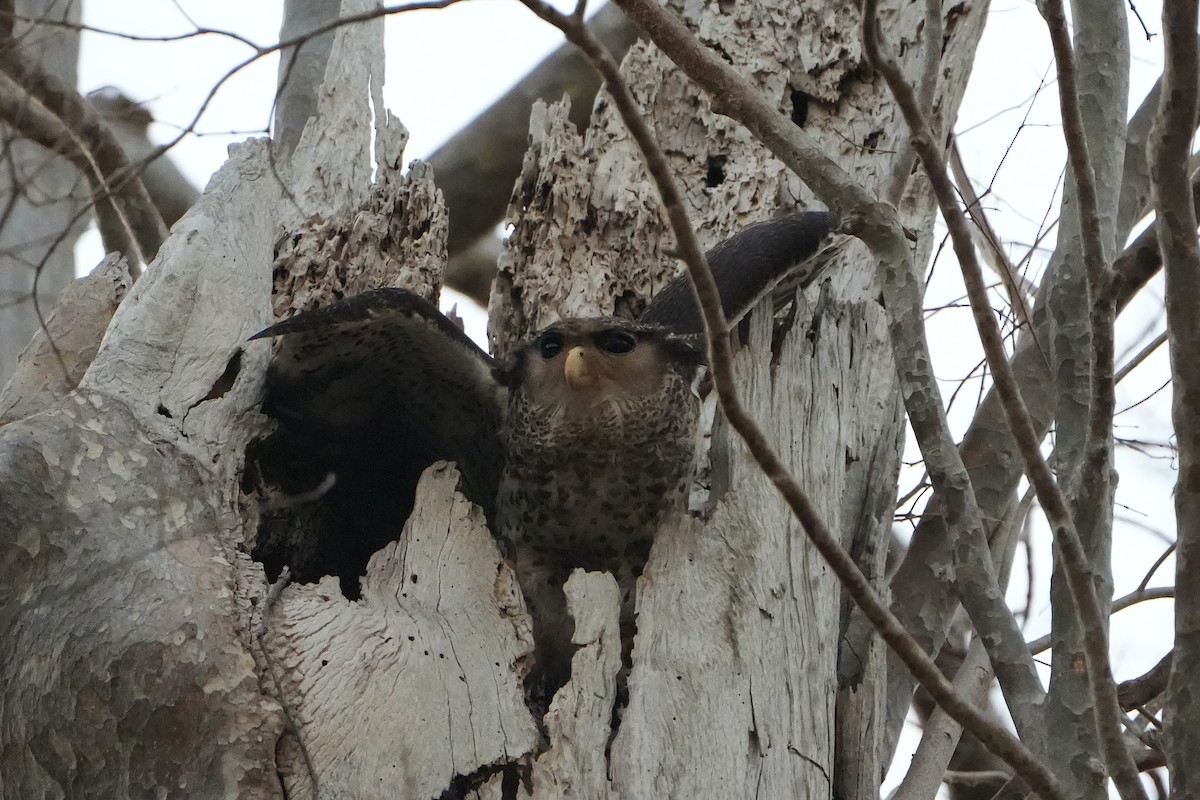 Spot-bellied Eagle-Owl - ML620226380