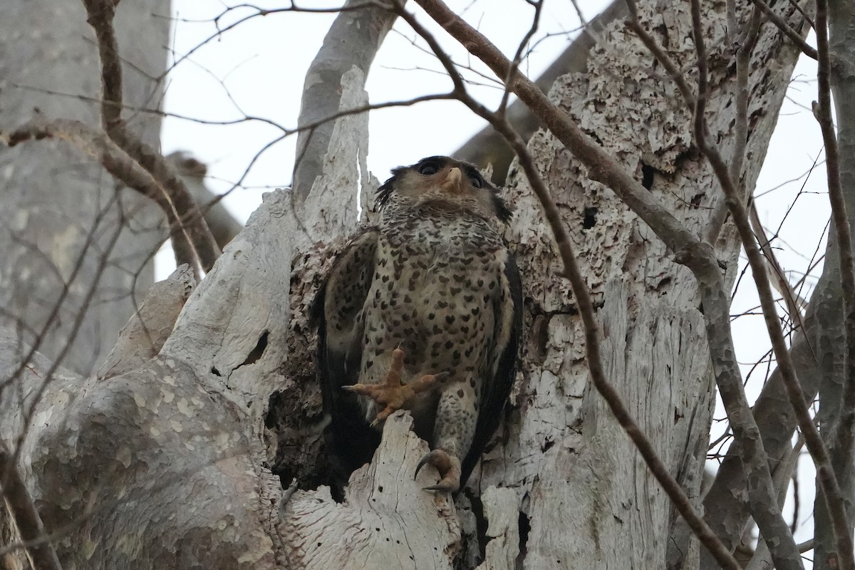 Spot-bellied Eagle-Owl - ML620226381