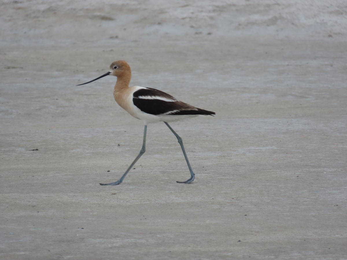 eBird Checklist - 9 Jun 2024 - Lee Creek - 29 species (+1 other taxa)