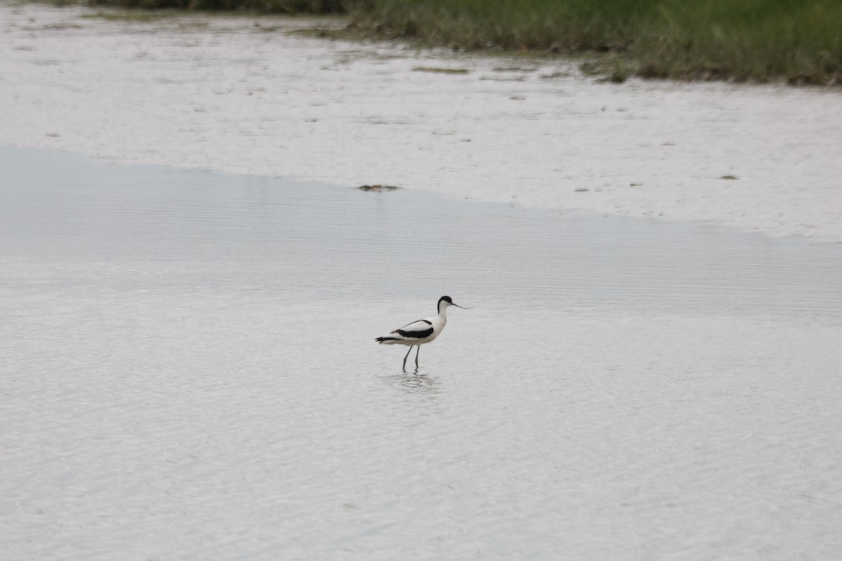 Avocette élégante - ML620226396