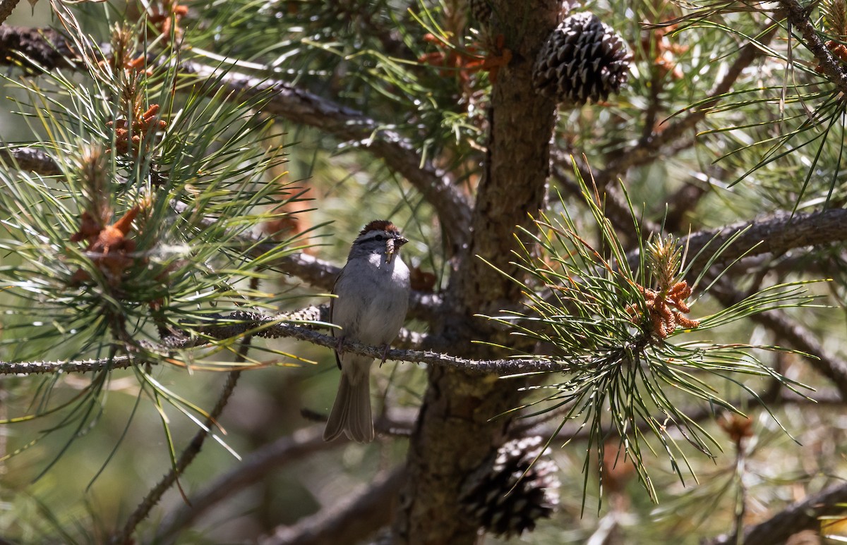 Chipping Sparrow - ML620226401