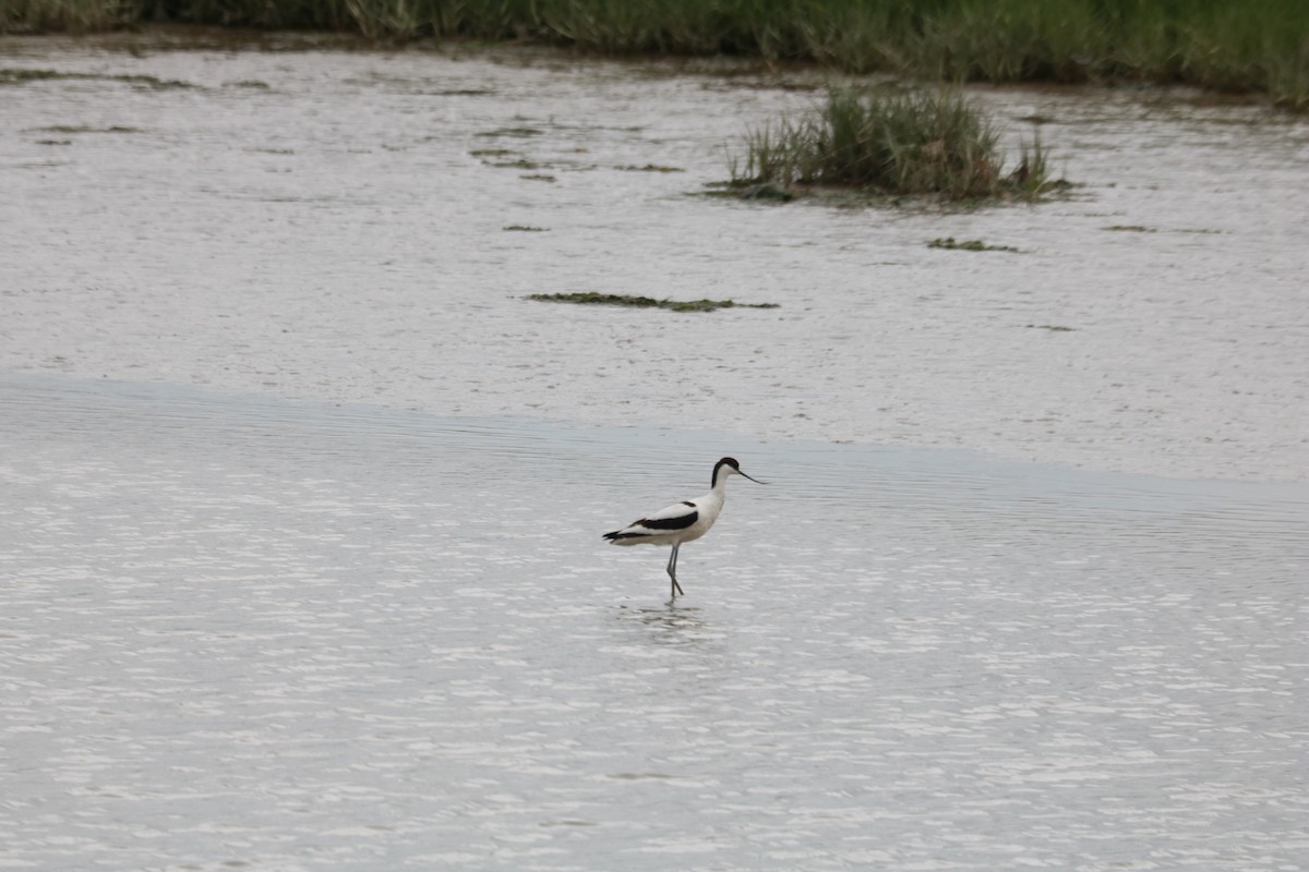 Pied Avocet - ML620226402