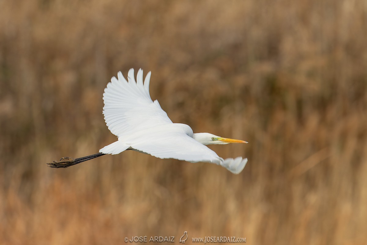 Great Egret - ML620226404