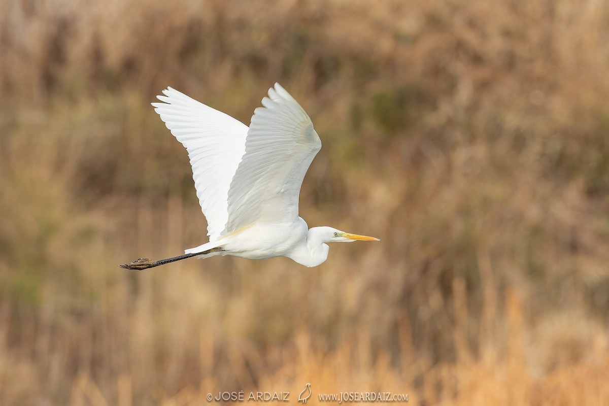 Great Egret - ML620226405