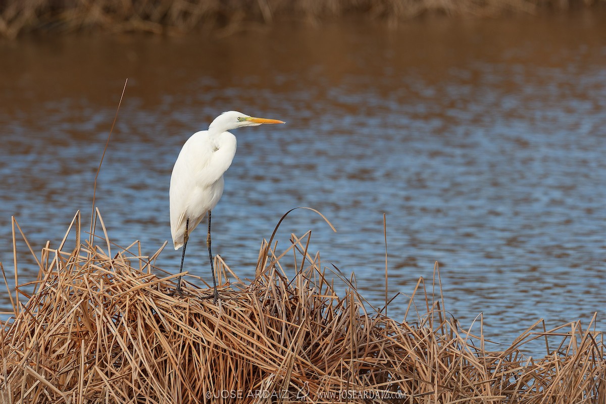 Great Egret - ML620226406