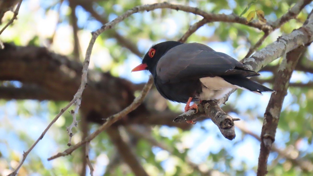 Retz's Helmetshrike - ML620226411