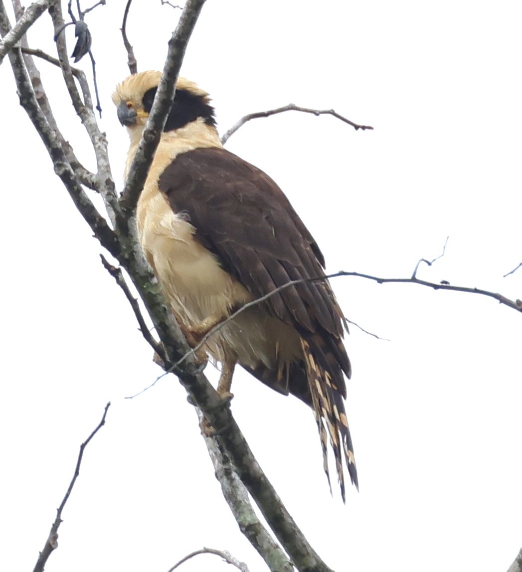 Laughing Falcon - ML620226444