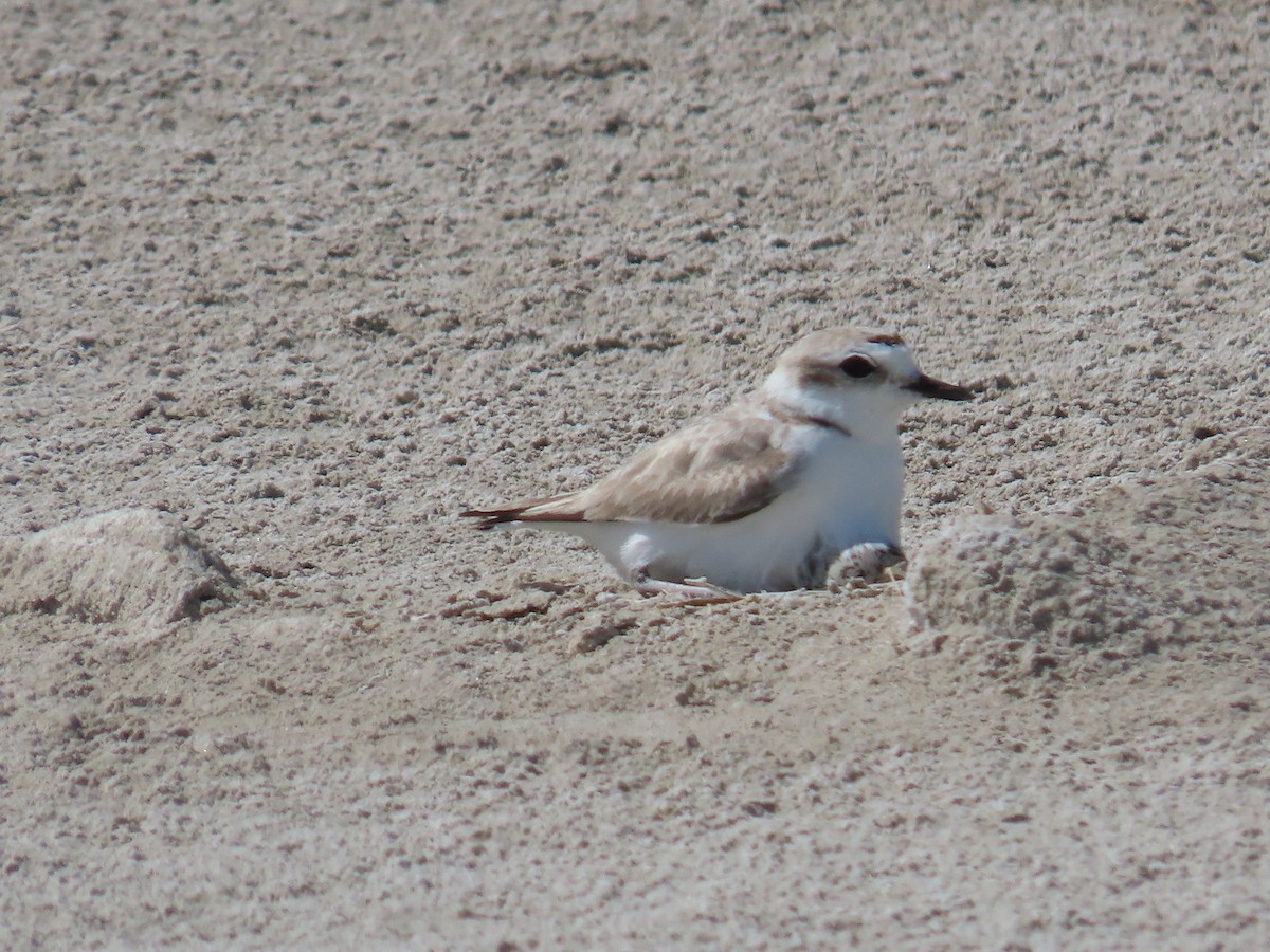 Snowy Plover - Bryant Olsen