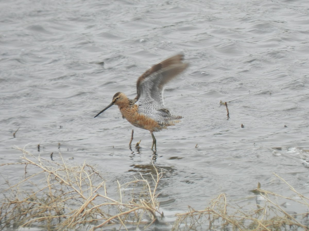 Long-billed Dowitcher - ML620226460
