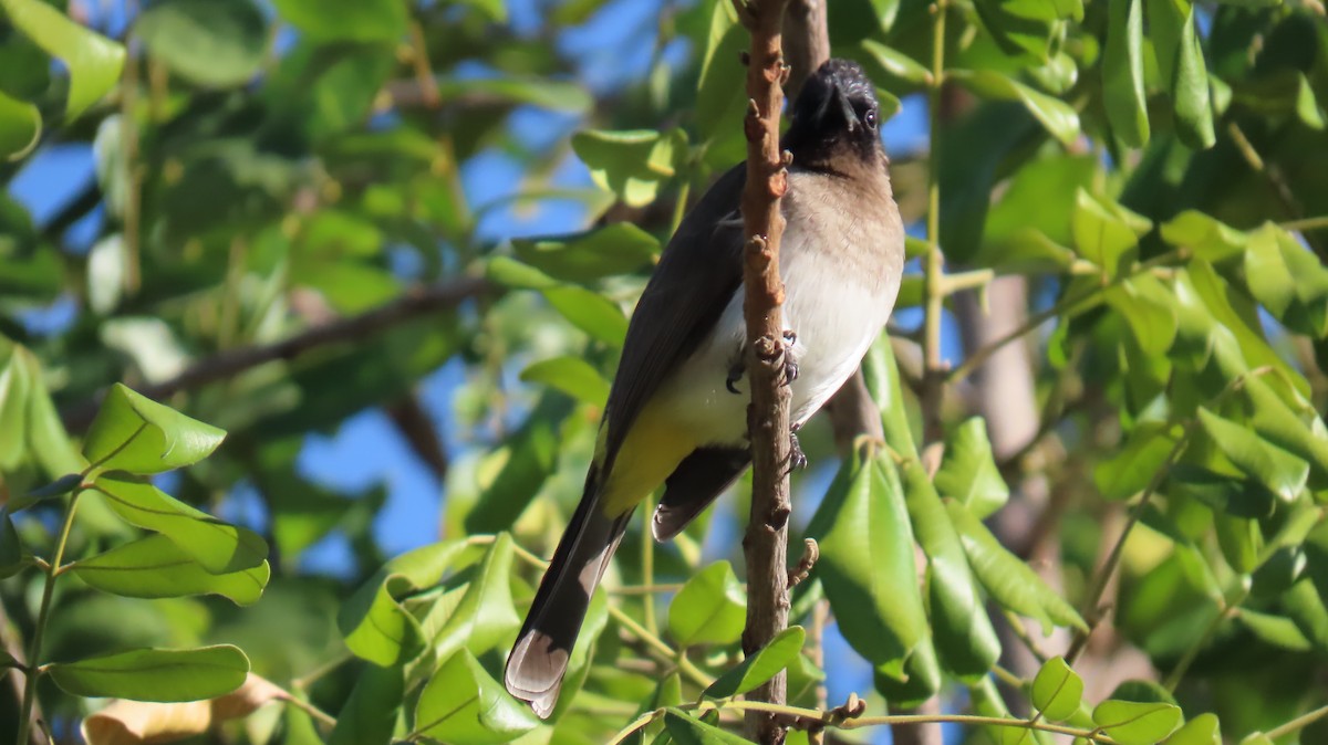 Common Bulbul (Dark-capped) - ML620226462