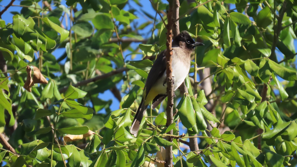 Common Bulbul (Dark-capped) - ML620226463