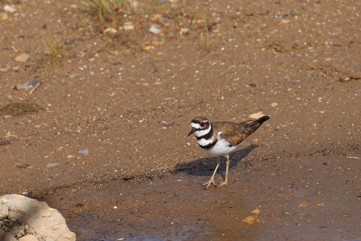 Killdeer - ML620226475