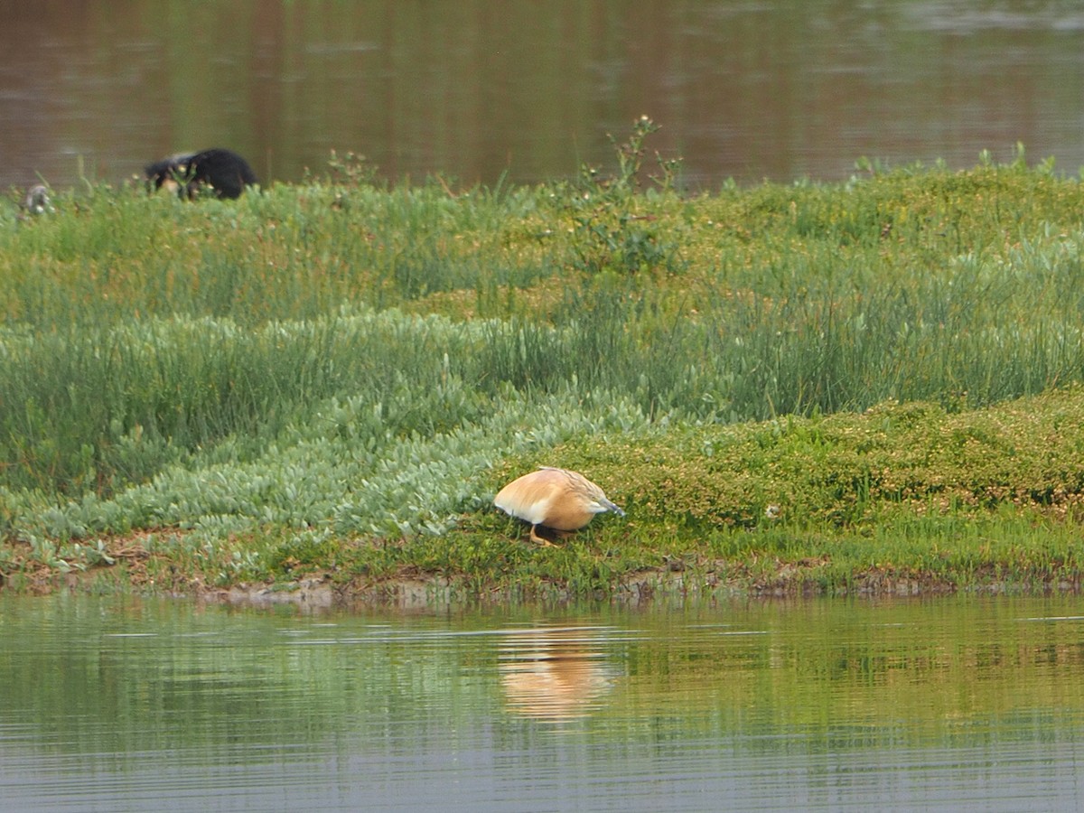 Squacco Heron - ML620226479