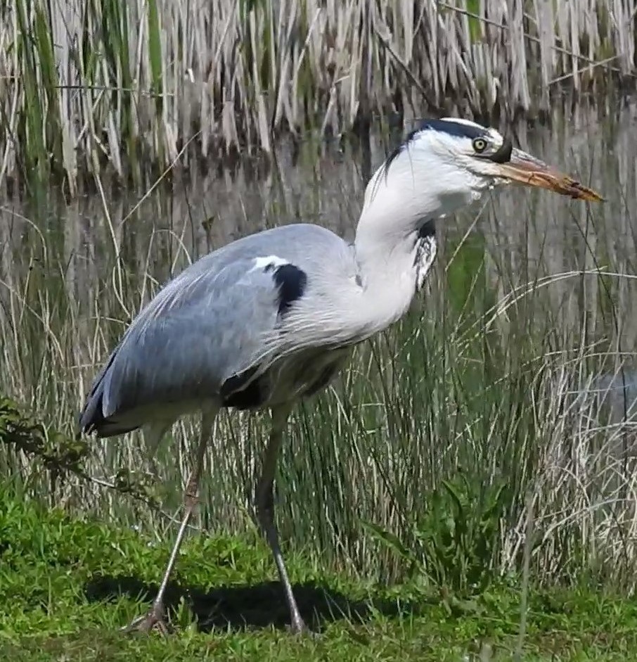 Gray Heron - ML620226482