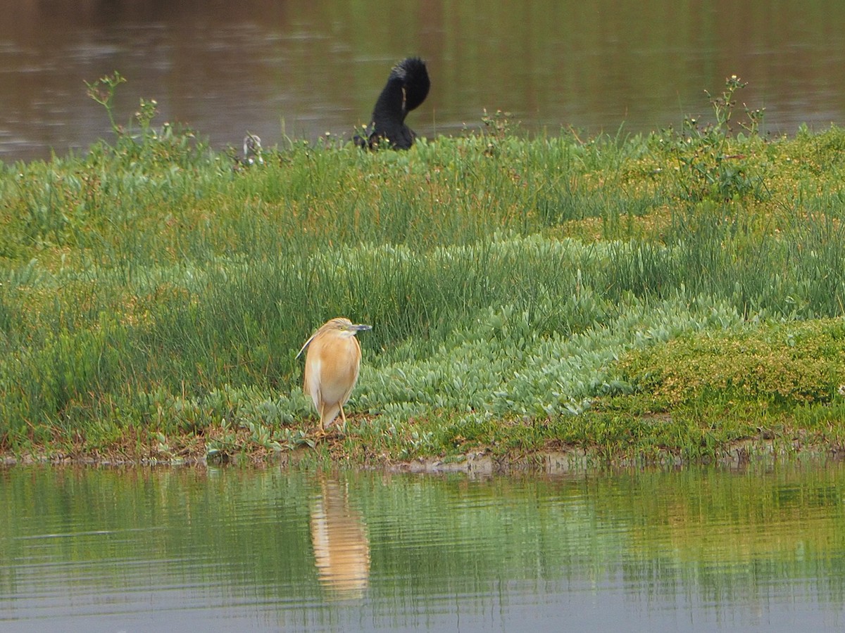 Great Cormorant - ML620226491