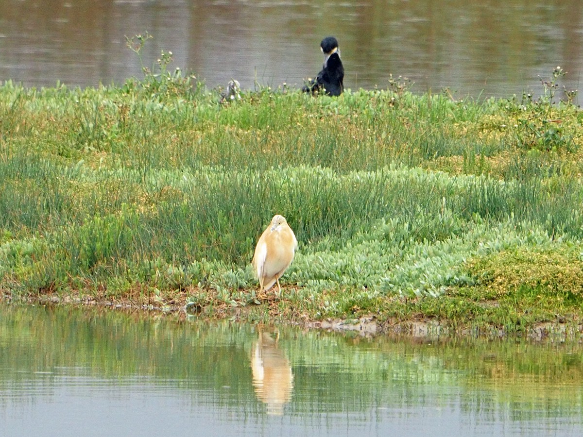 Great Cormorant - ML620226492