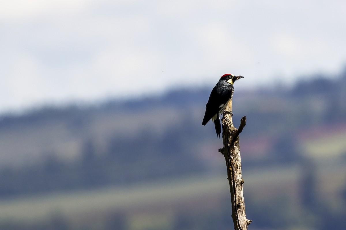 Acorn Woodpecker - ML620226493
