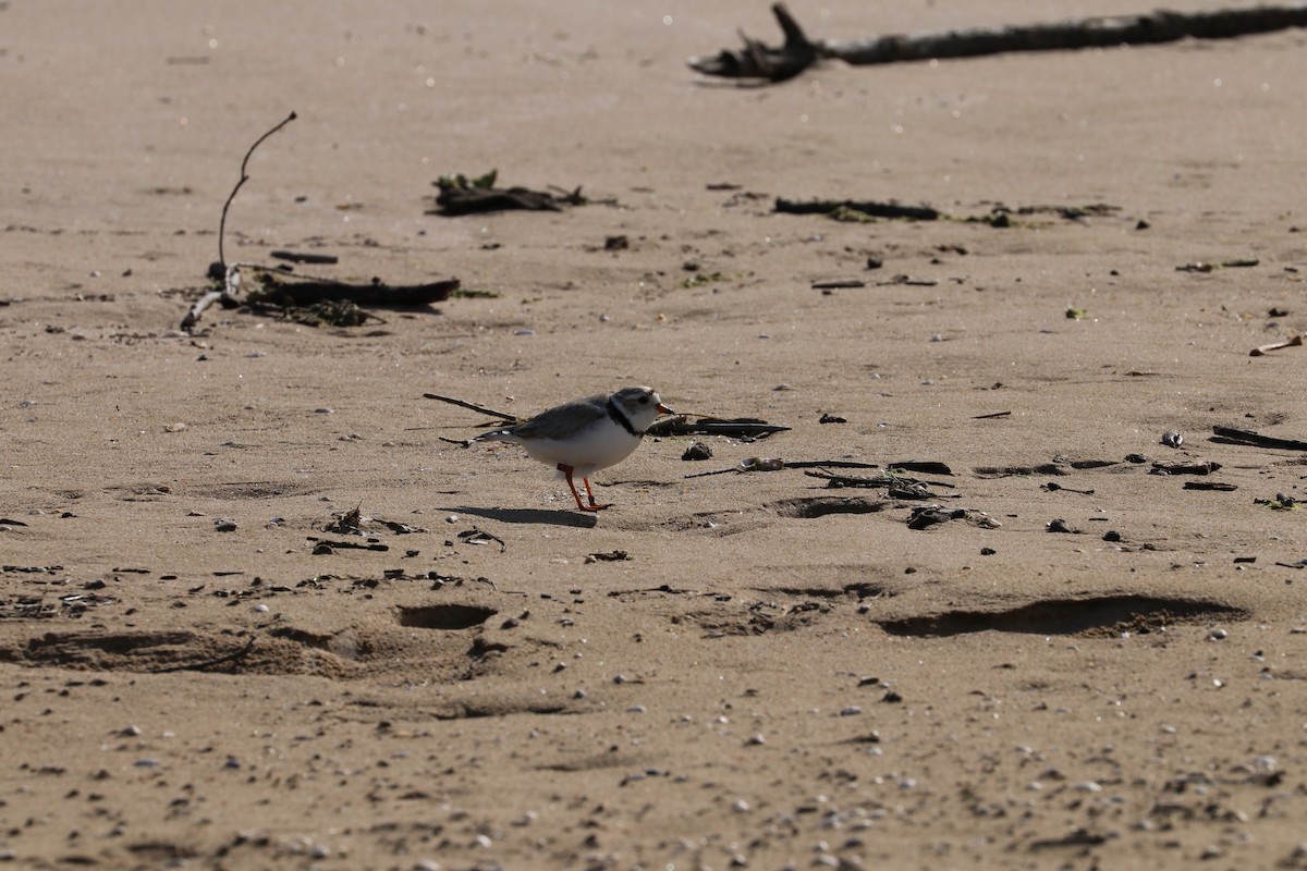 Piping Plover - ML620226495