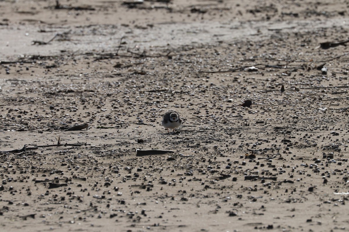 Piping Plover - ML620226496