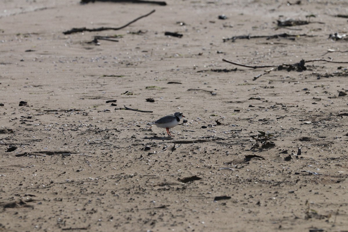 Piping Plover - ML620226497