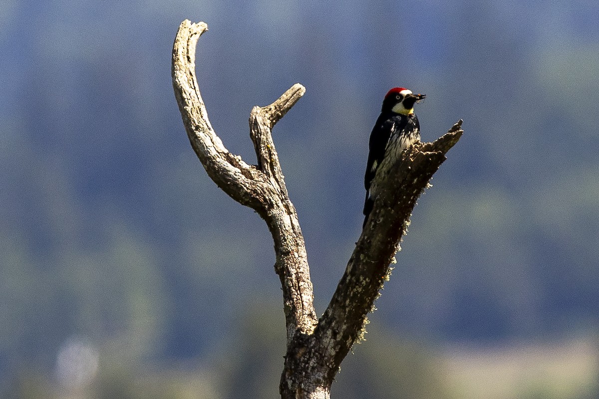 Acorn Woodpecker - ML620226500