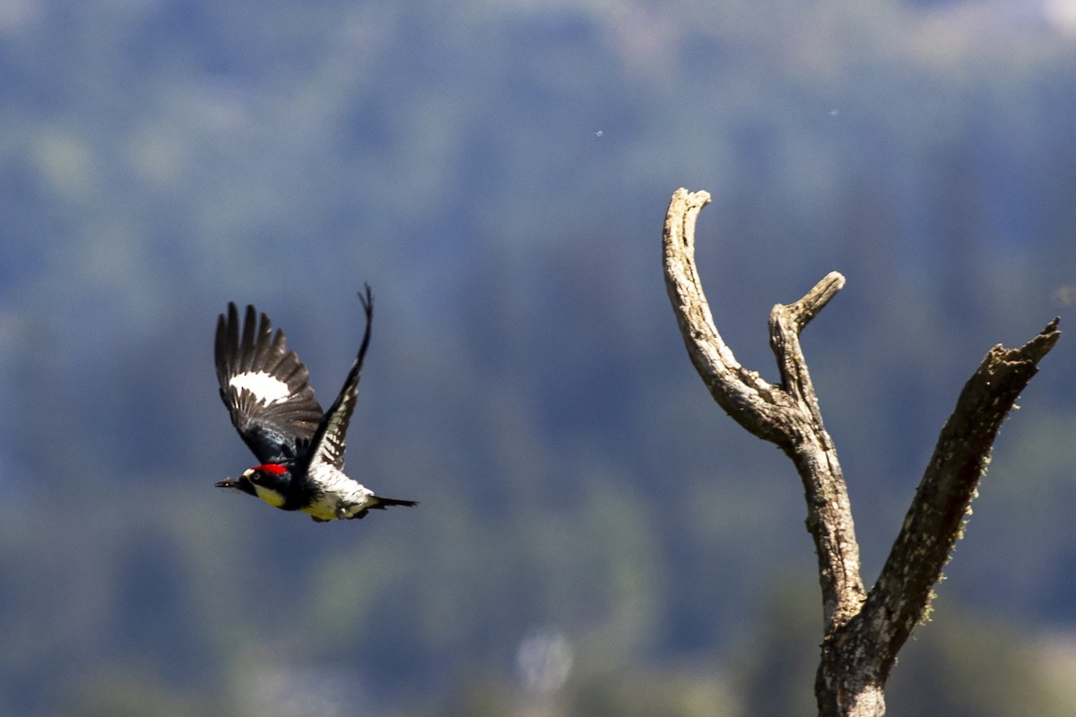 Acorn Woodpecker - ML620226501