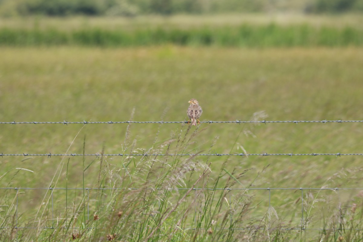 Corn Bunting - ML620226502