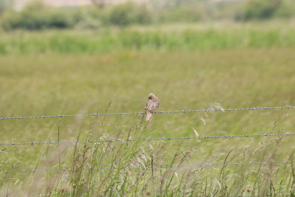 Corn Bunting - ML620226516