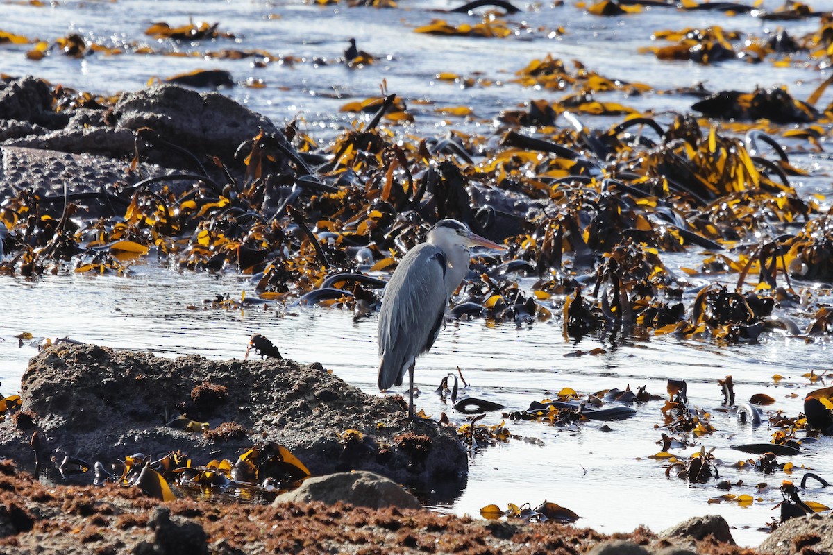 Gray Heron - ML620226517