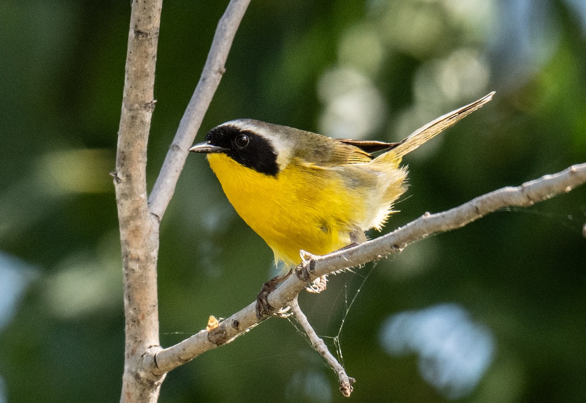 Common Yellowthroat - ML620226523