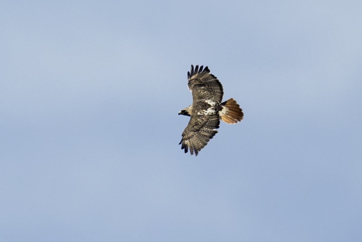 Red-tailed Hawk - ML620226539