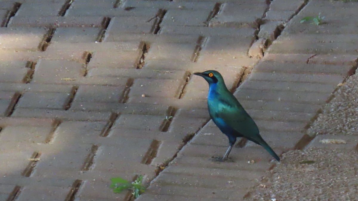 Greater Blue-eared Starling - ML620226541