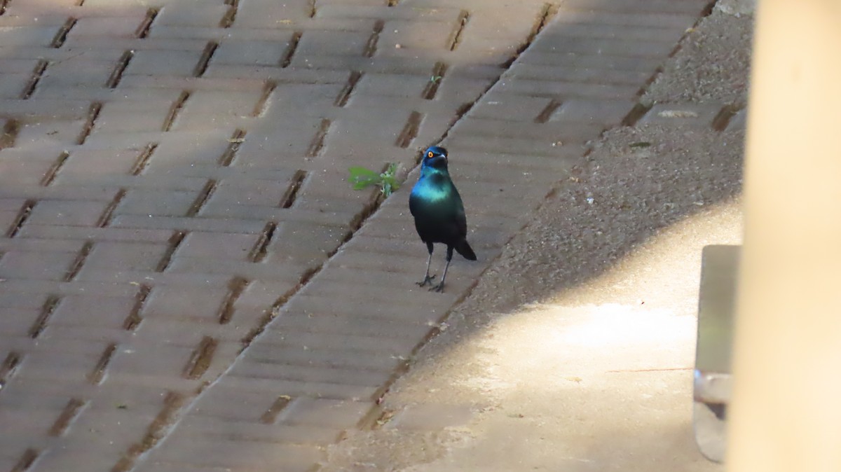 Greater Blue-eared Starling - ML620226542