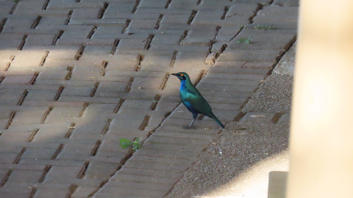 Greater Blue-eared Starling - ML620226543