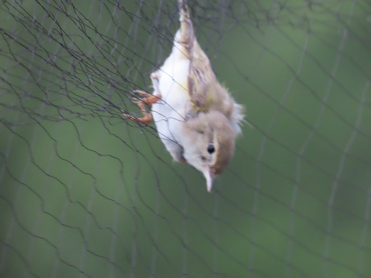 Western Bonelli's Warbler - ML620226545