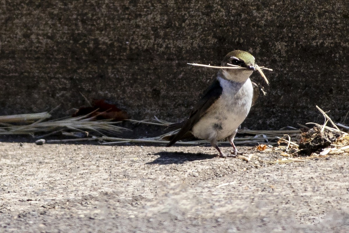 Golondrina Verdemar - ML620226546