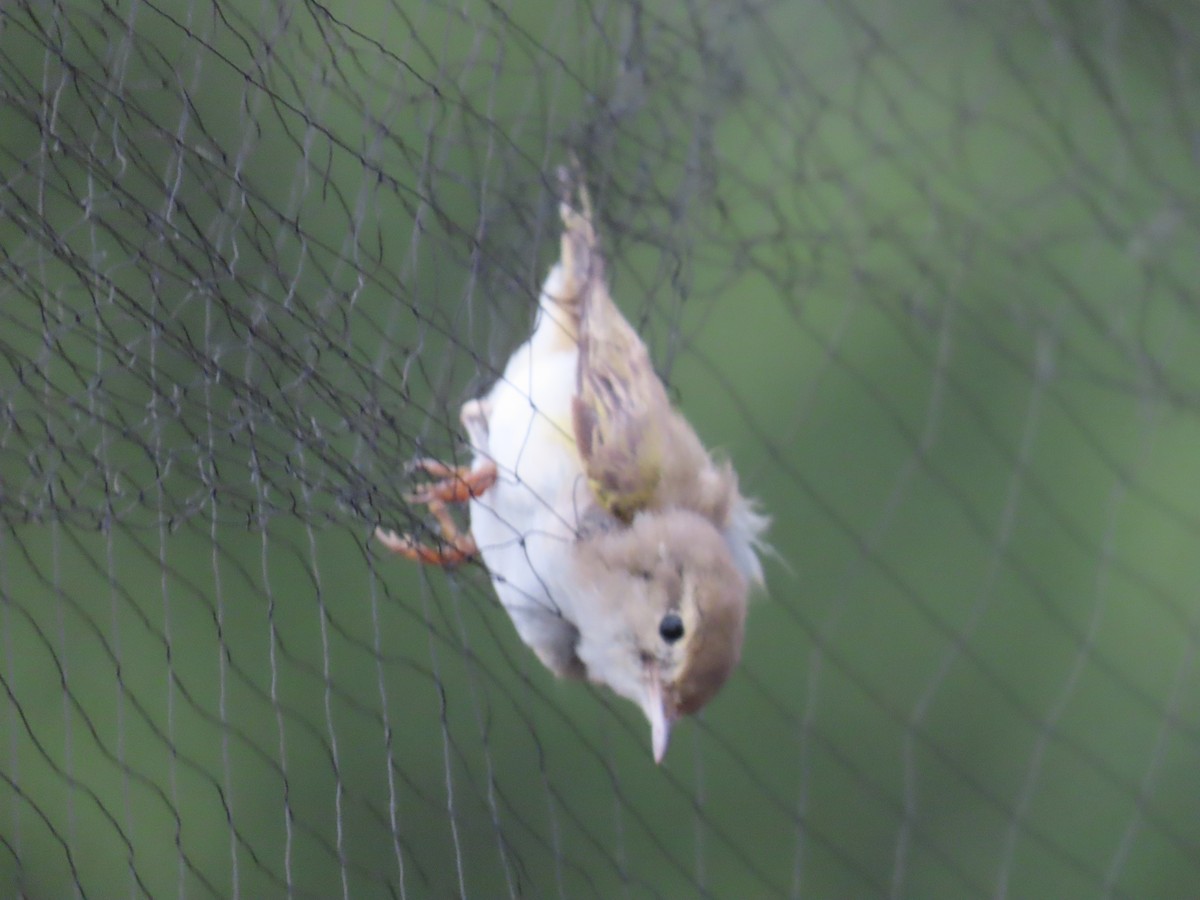 Western Bonelli's Warbler - ML620226548