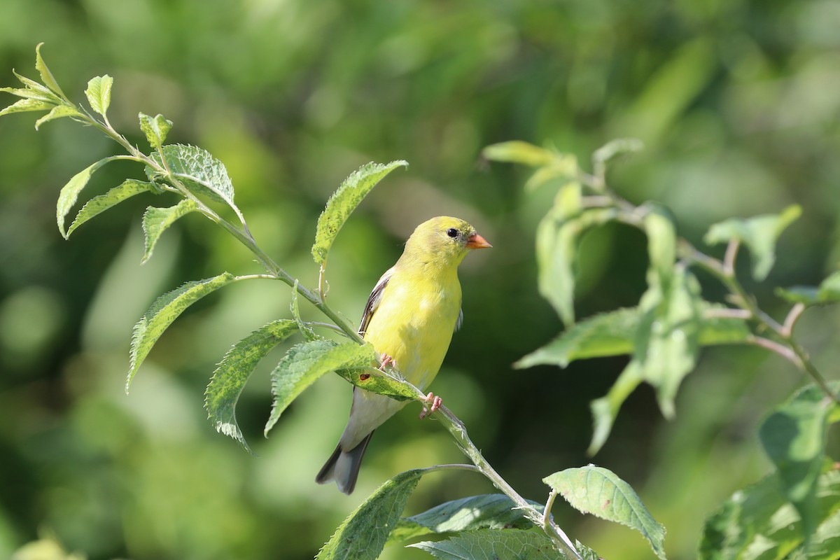 Chardonneret jaune - ML620226553