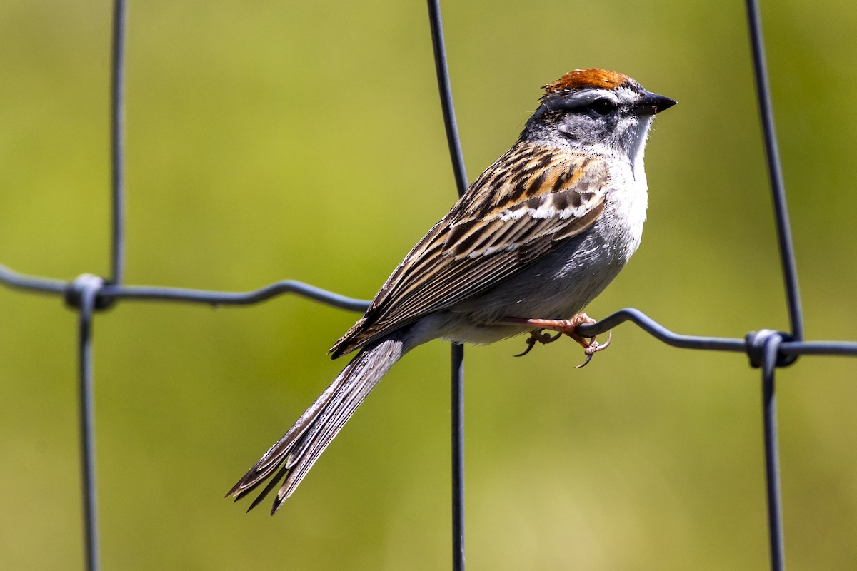 Chipping Sparrow - ML620226554