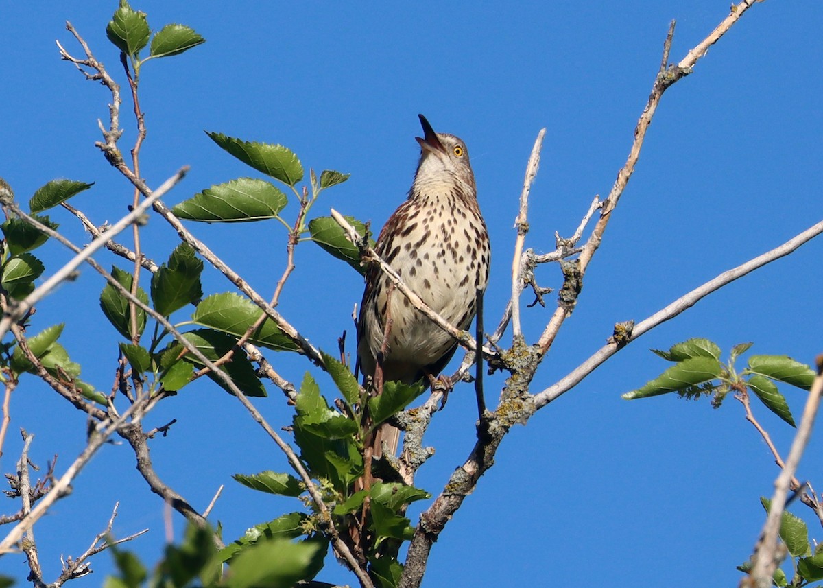 Brown Thrasher - ML620226557